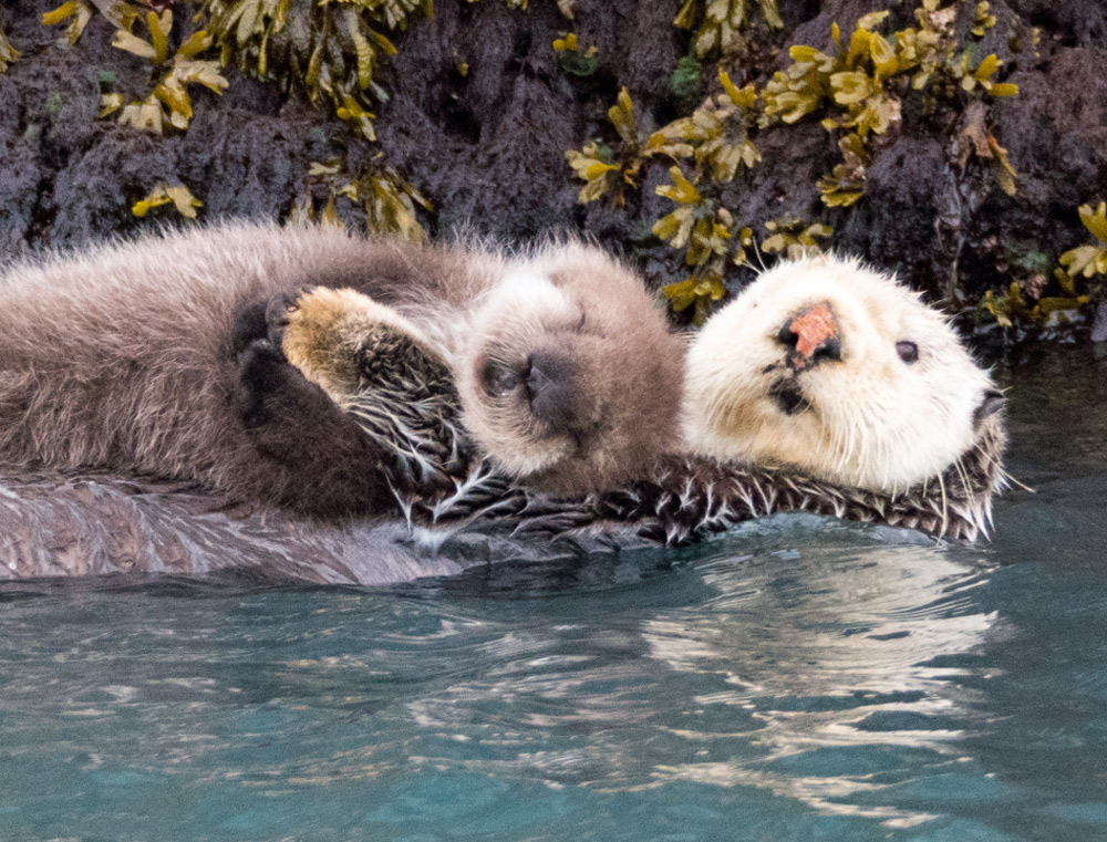 Sea Otters And Babies In Alaska On Kayak Tours