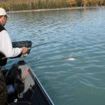 Seals vs Trophy Rainbow Trout