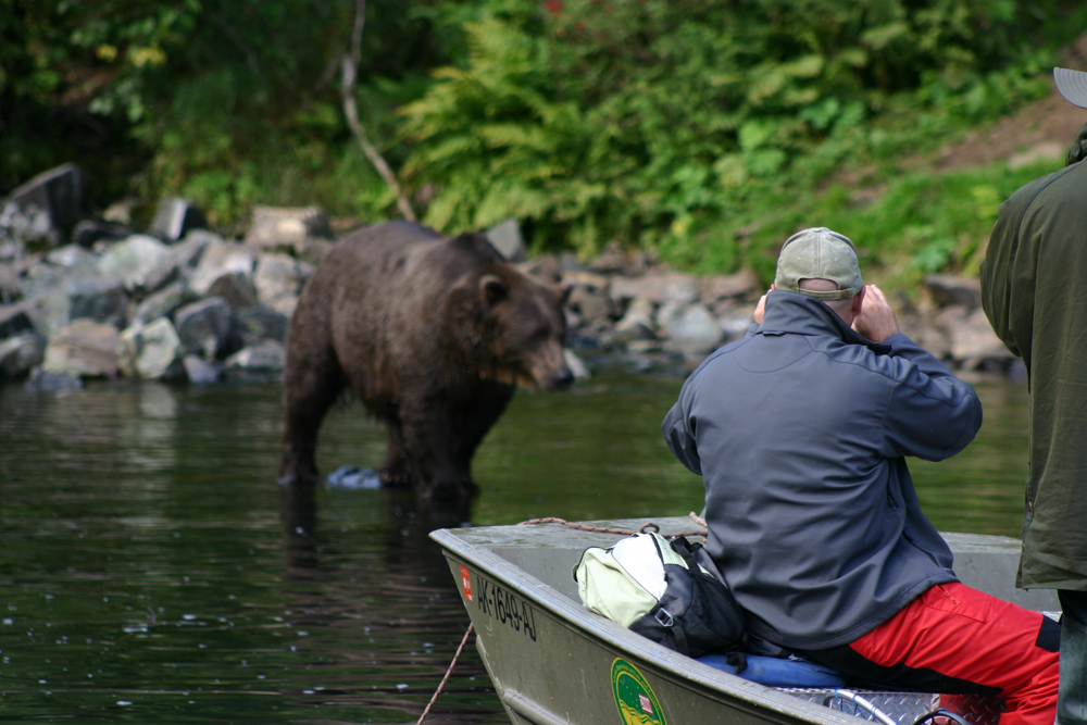 Alaska Brown Bears By Boat