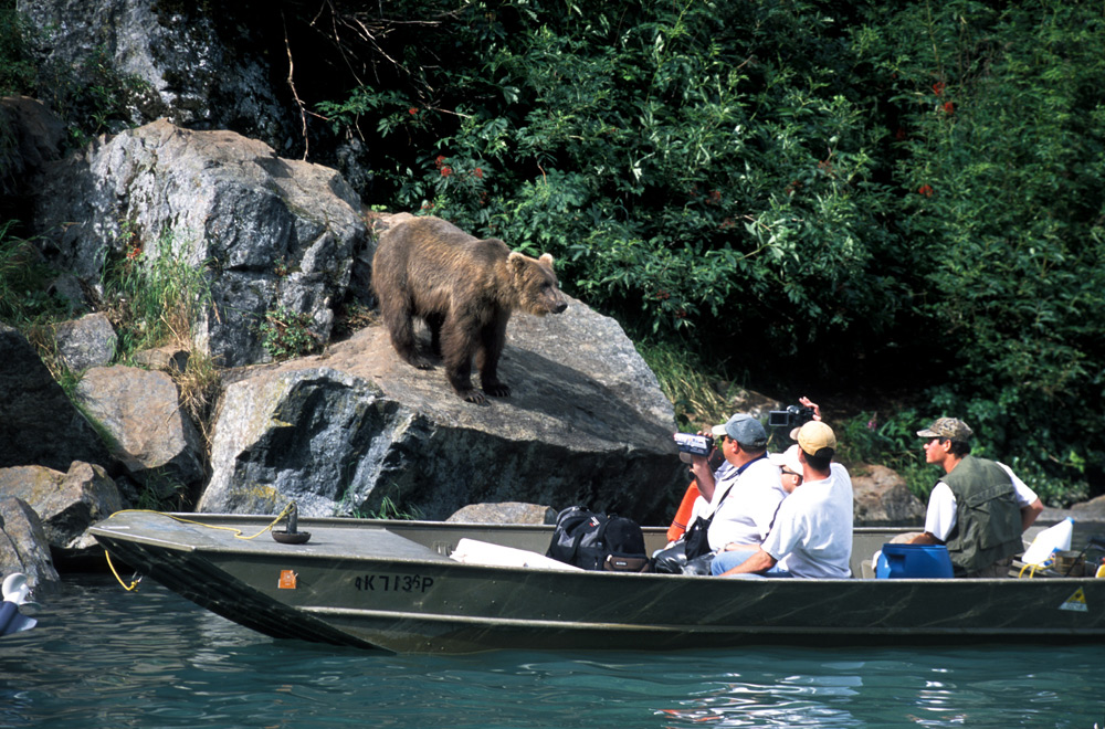 Alaska Bear Viewing Tours