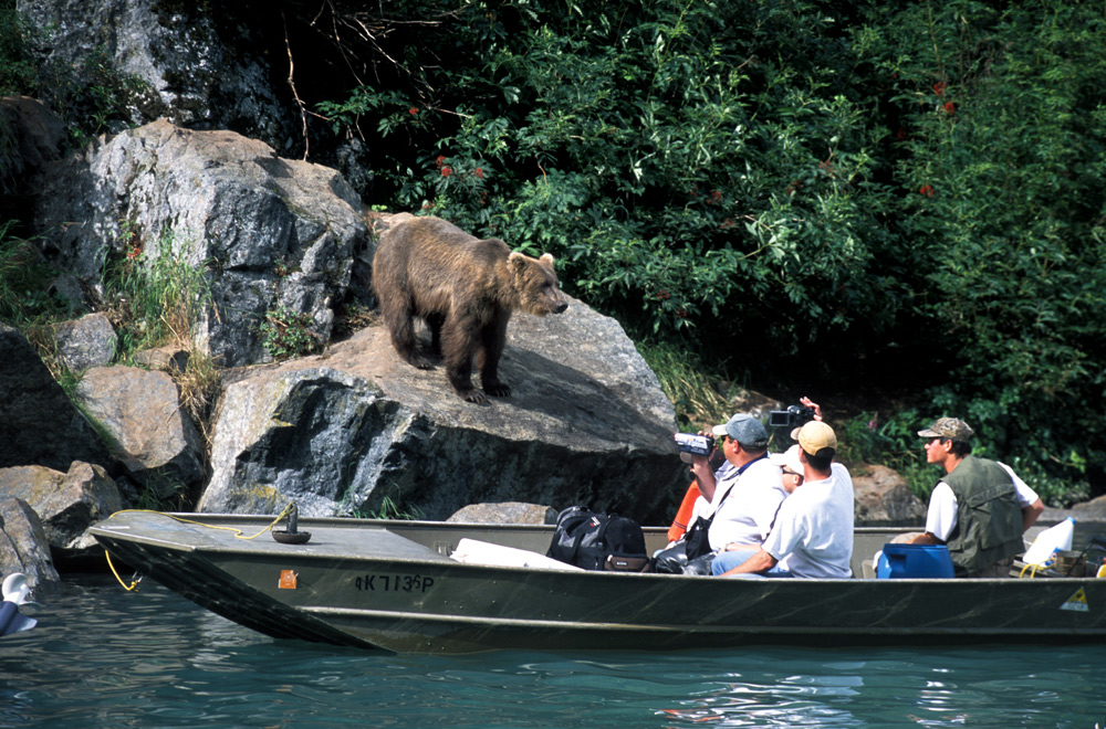 Alaska Brown Bears Up Close