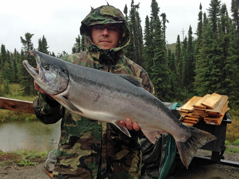 Silver Salmon Rainy Day On Kenai River 1000
