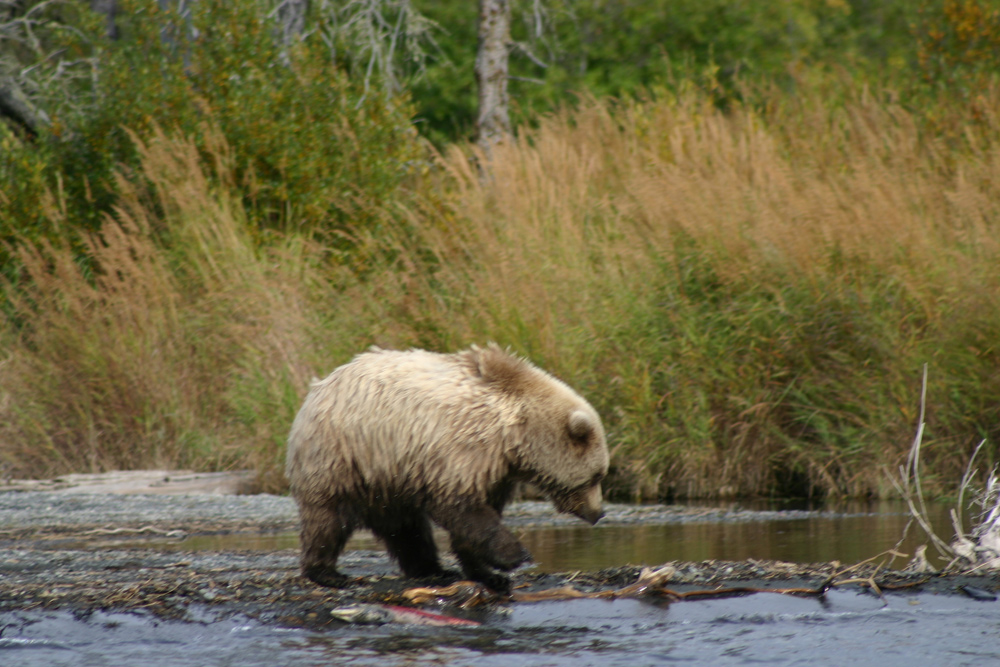 Bear with some fish