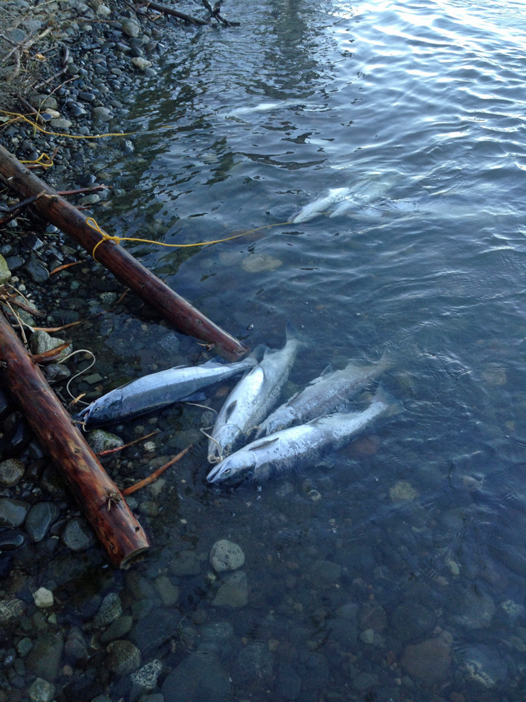 Stringers of Sockeye