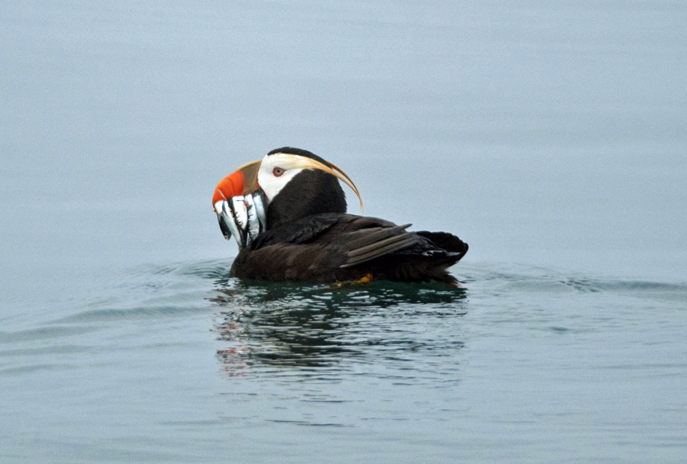 Watch Sea Birds On Alaska Kayak Tours 1000