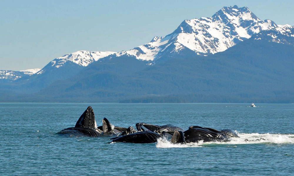 Whales feeding