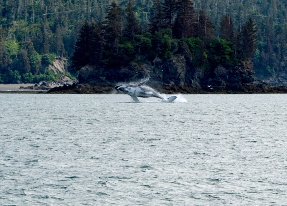 Whales Flying Through The Air In Alaska 1000