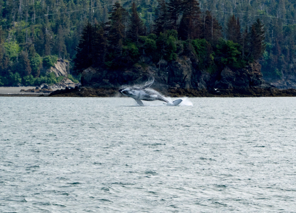 Jumping Whale