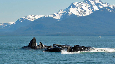 Whales feeding in Homer Alaska