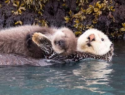 Alaska Kayak Tours